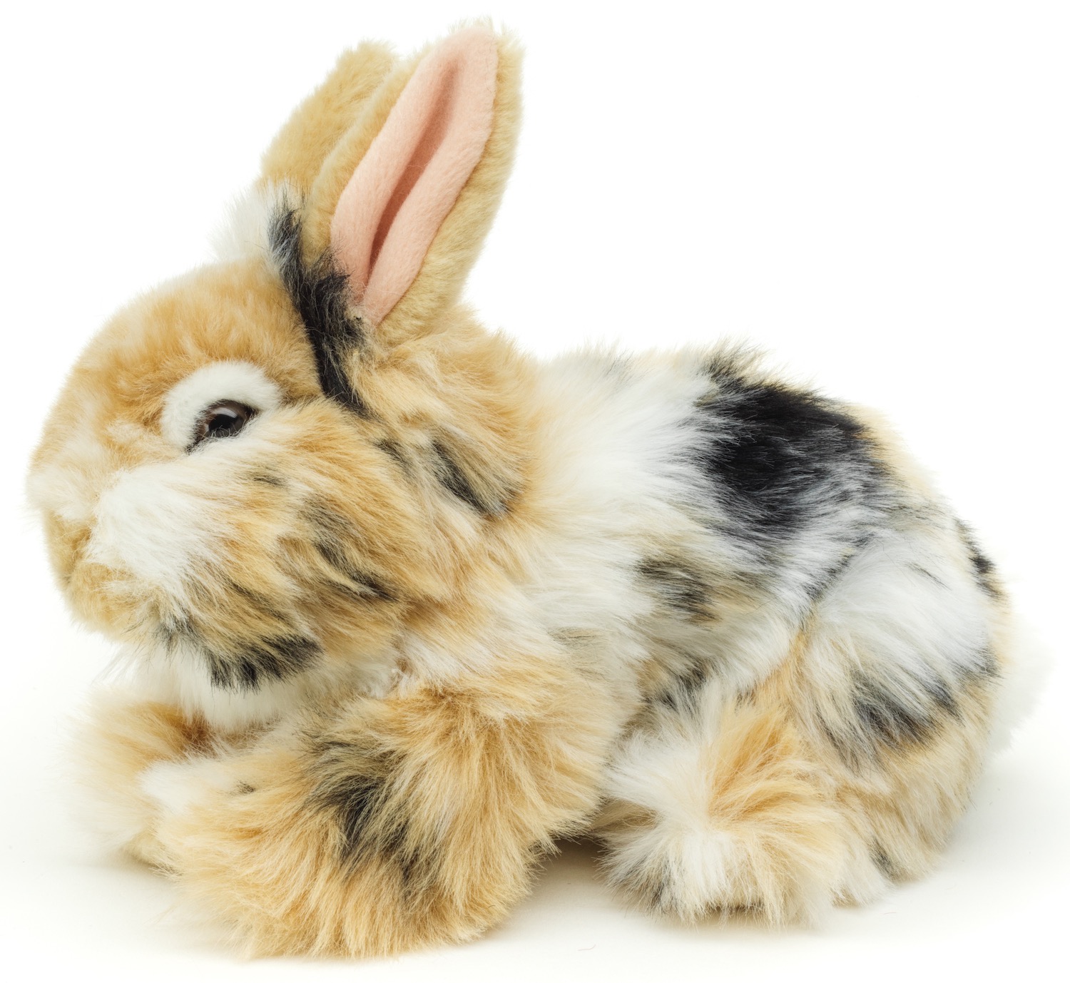 Löwenkopf-Kaninchen, liegend (schwarz-braun-weiß gescheckt) - Mit aufgestellten Ohren - 23 cm (Länge)