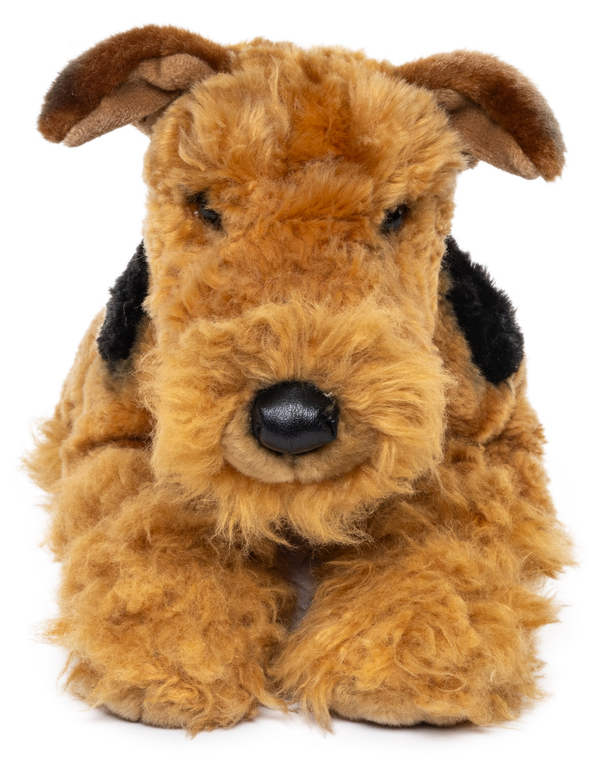 Airedale Terrier, liegend - 43 cm (Länge)