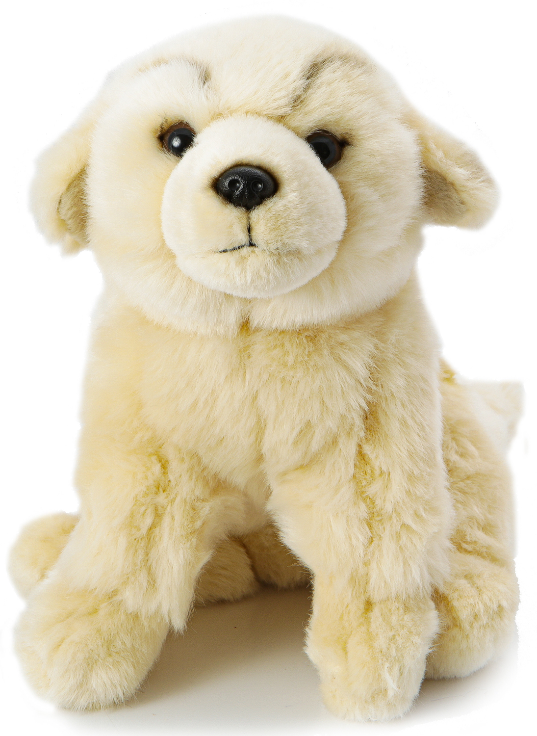 Golden Retriever Puppy, Sitting - Without Leash - 18 cm (Height)
