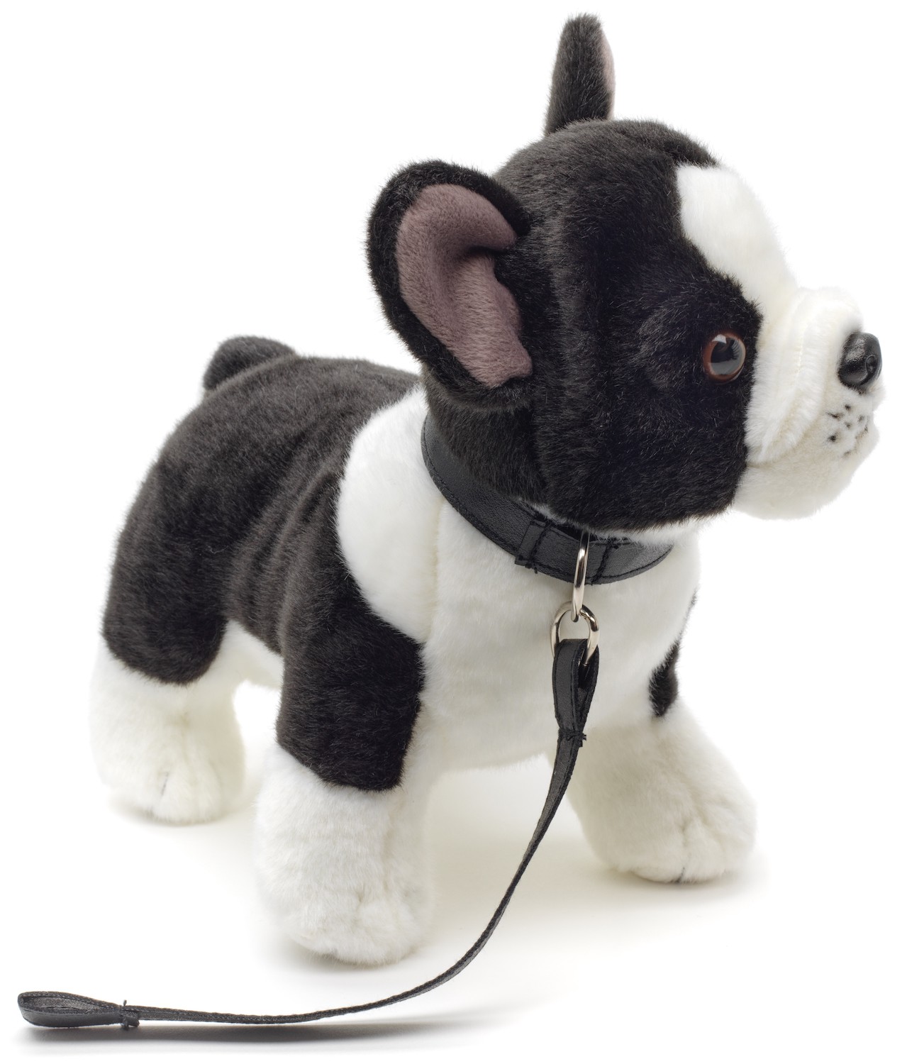 French Bulldog (black and white) with leash
