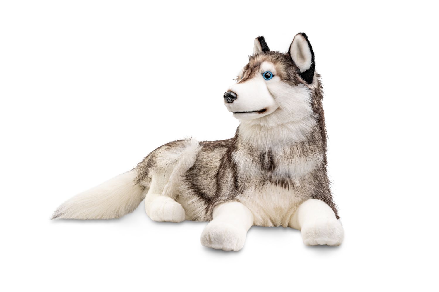 Husky, liegend - 100 cm (Länge) - Plüsch-Hund, Haustier - Plüschtier, Kuscheltier
