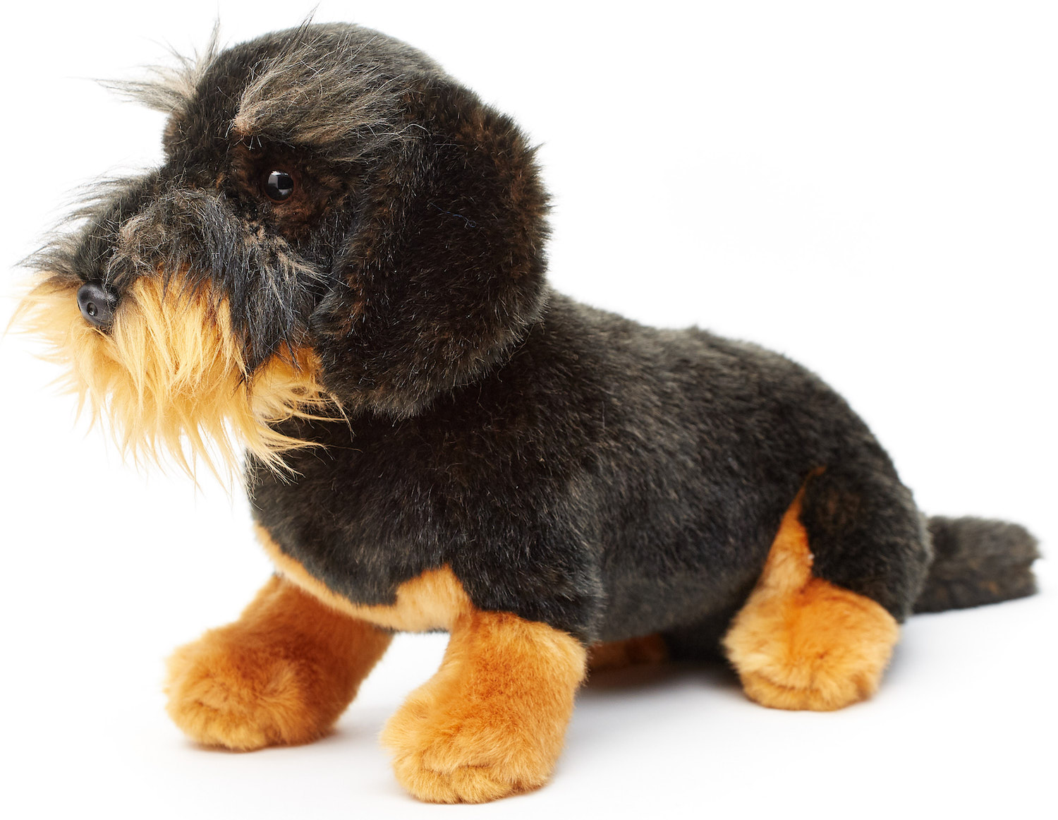  rough-haired dachshund, sitting - 22 cm (height) 