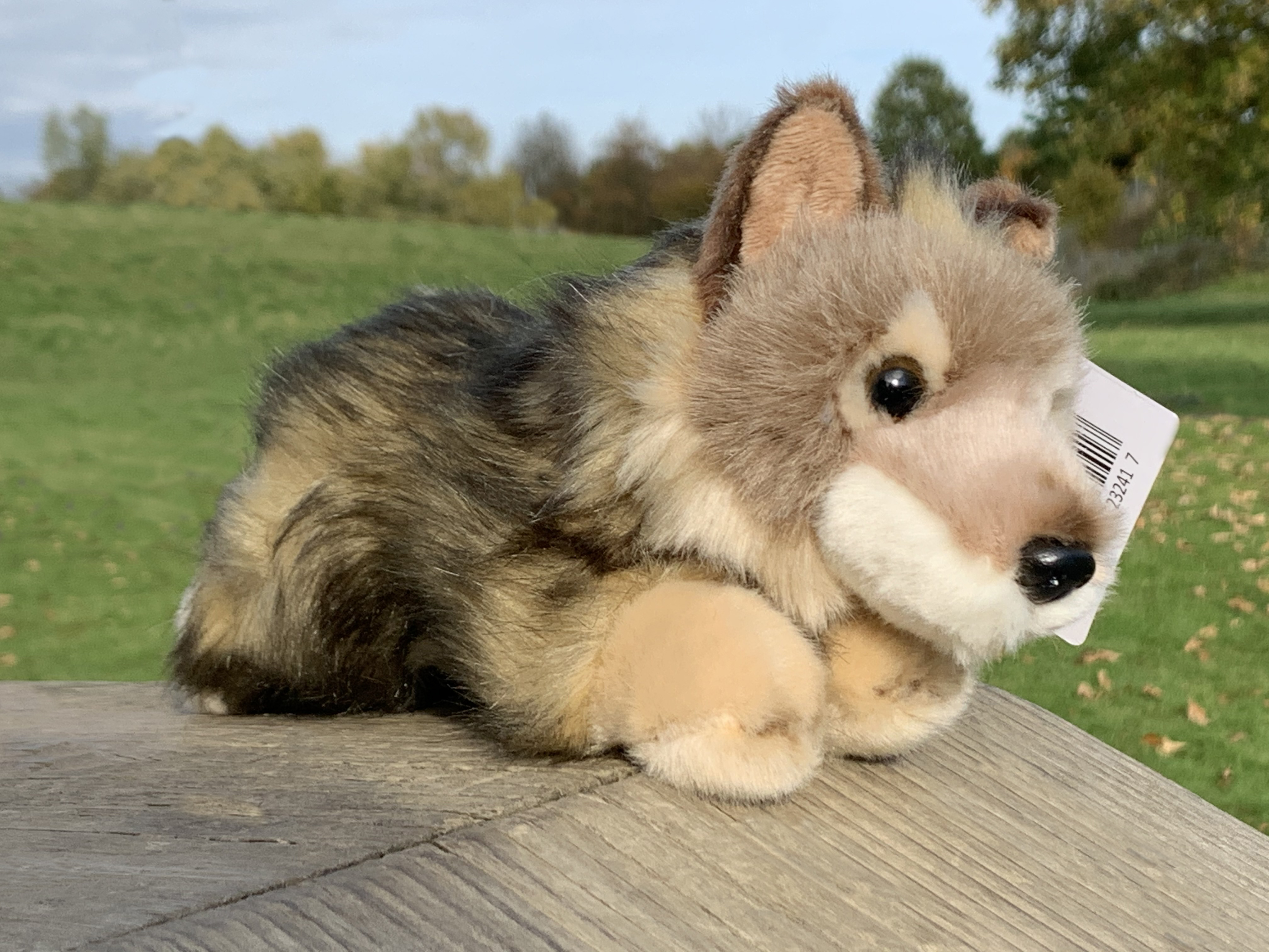  wolf cub, lying - 24 cm (length) 