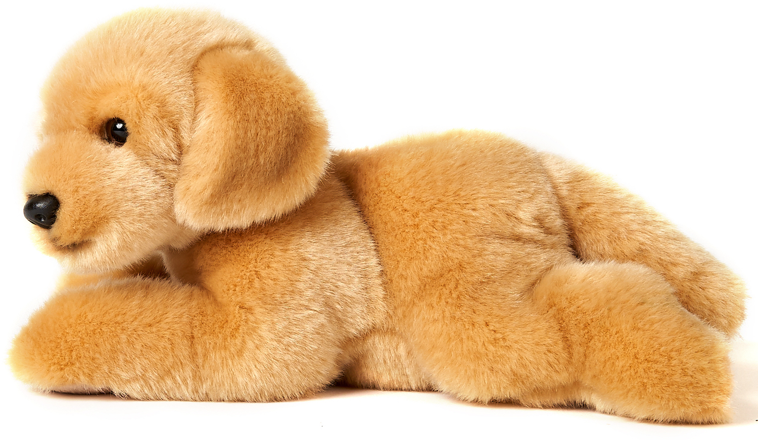 Golden Retriever Puppy, lying