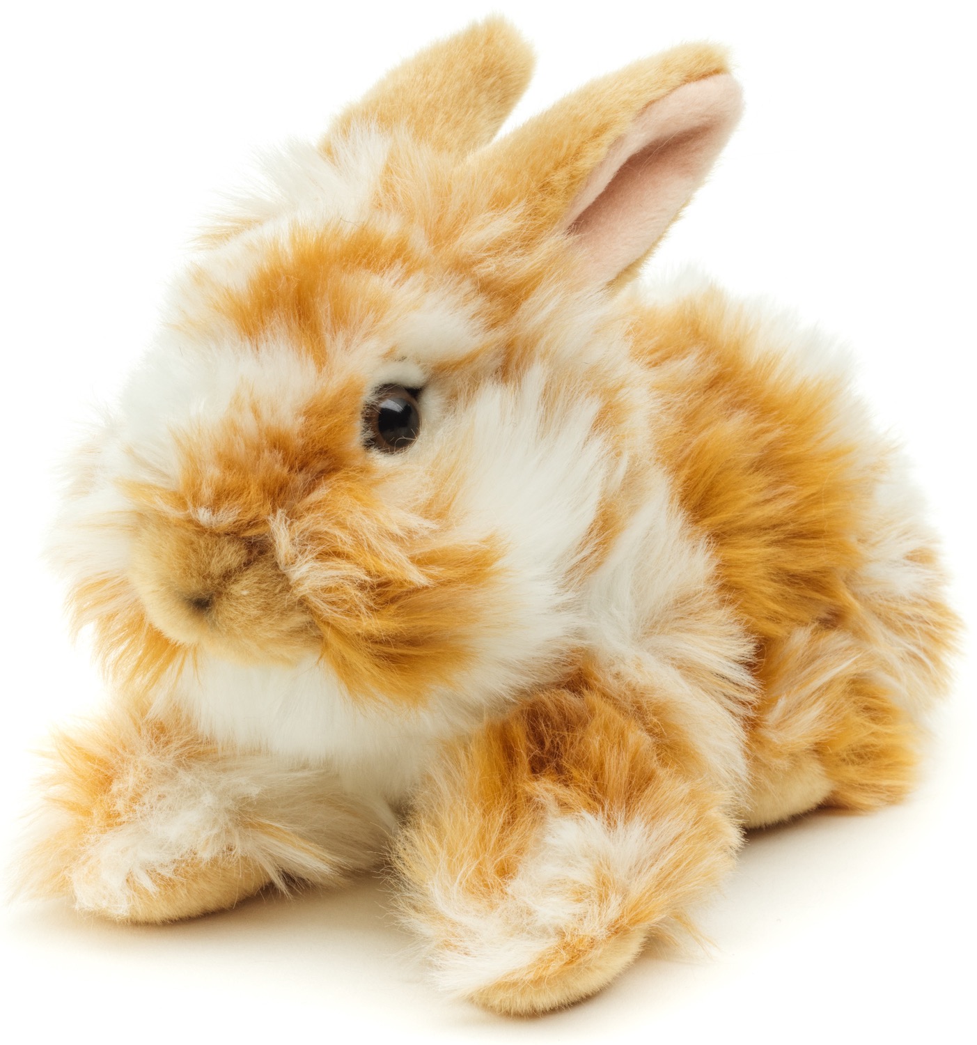 Löwenkopf-Kaninchen, liegend (gold-weiß gescheckt) - Mit aufgestellten Ohren - 23 cm (Länge)