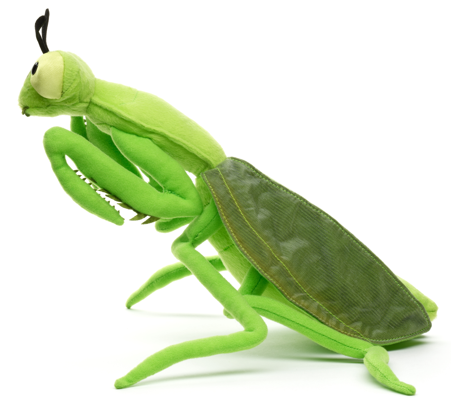  praying mantis - 34 cm (length)