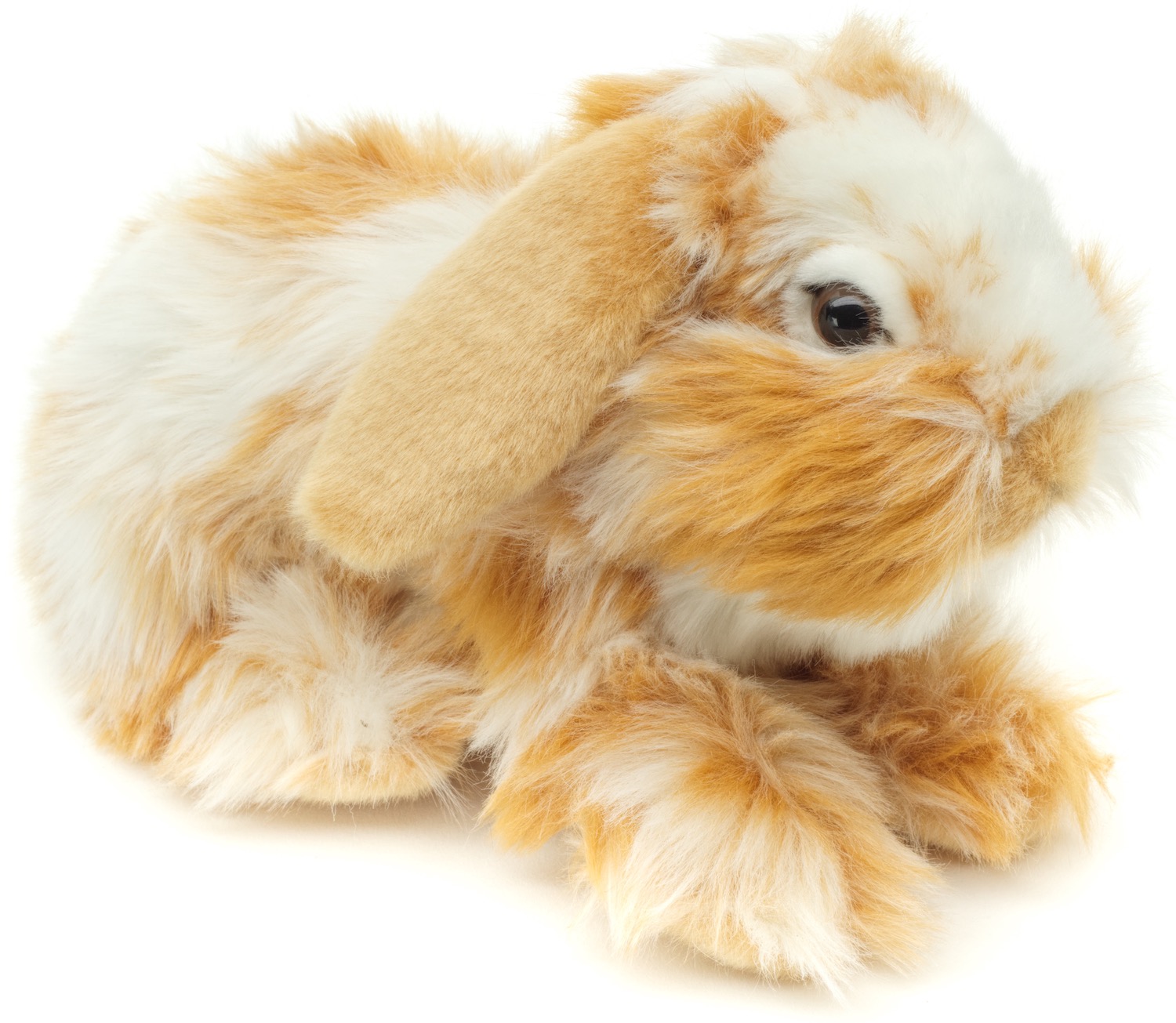 Löwenkopf-Kaninchen, liegend (gold-weiß gescheckt) - Mit hängenden Ohren - 23 cm (Länge)