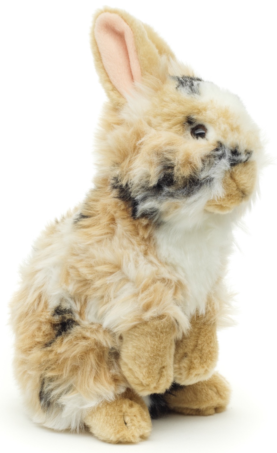 Löwenkopf-Kaninchen, stehend (schwarz-braun-weiß gescheckt) - Mit aufgestellten Ohren  - 23 cm (Höhe)