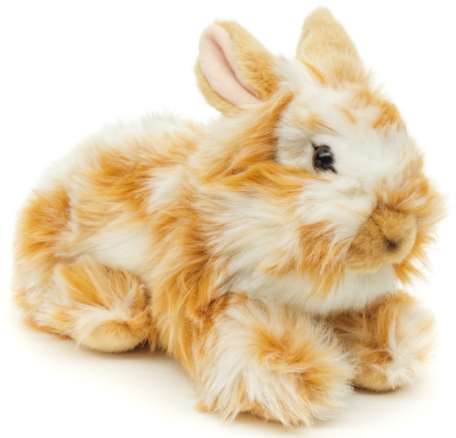 Löwenkopf-Kaninchen, liegend (gold-weiß gescheckt) - Mit aufgestellten Ohren - 23 cm (Länge)