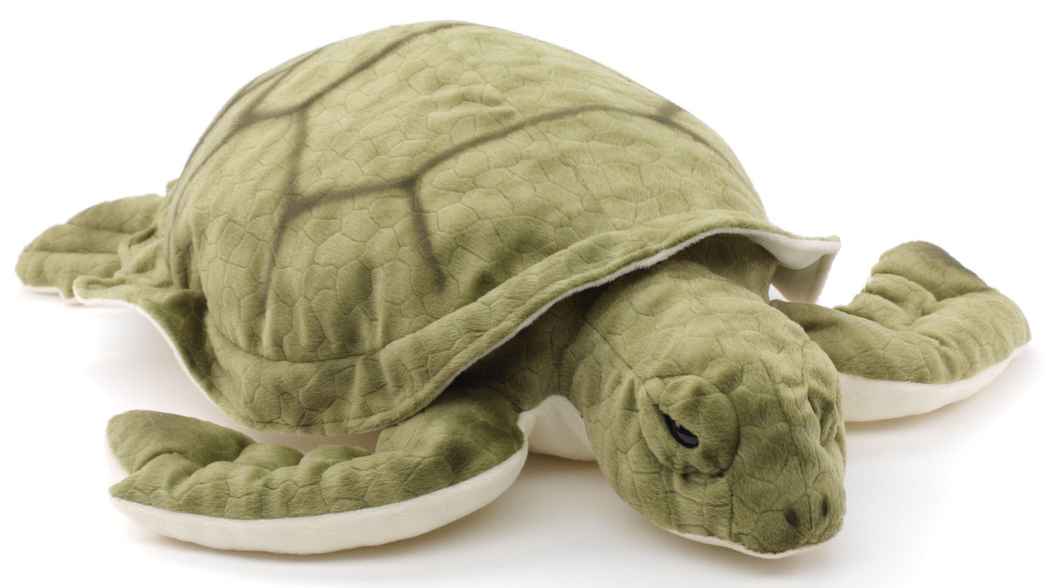 Grüne Meeresschildkröte - 55 cm (Länge) 