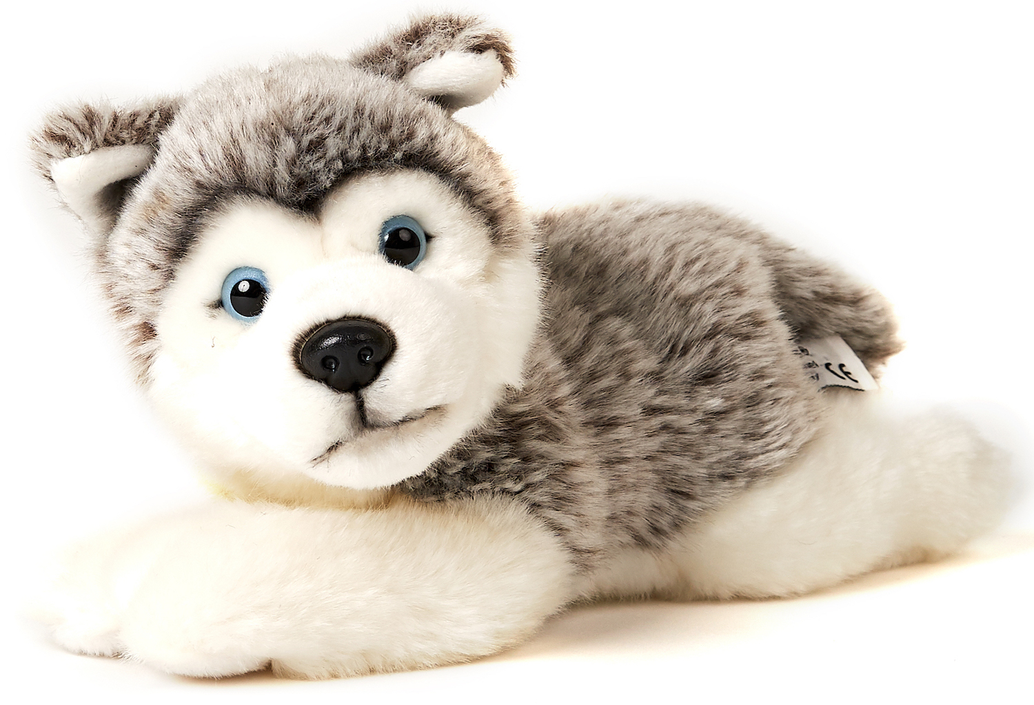 Husky puppy grey, lying