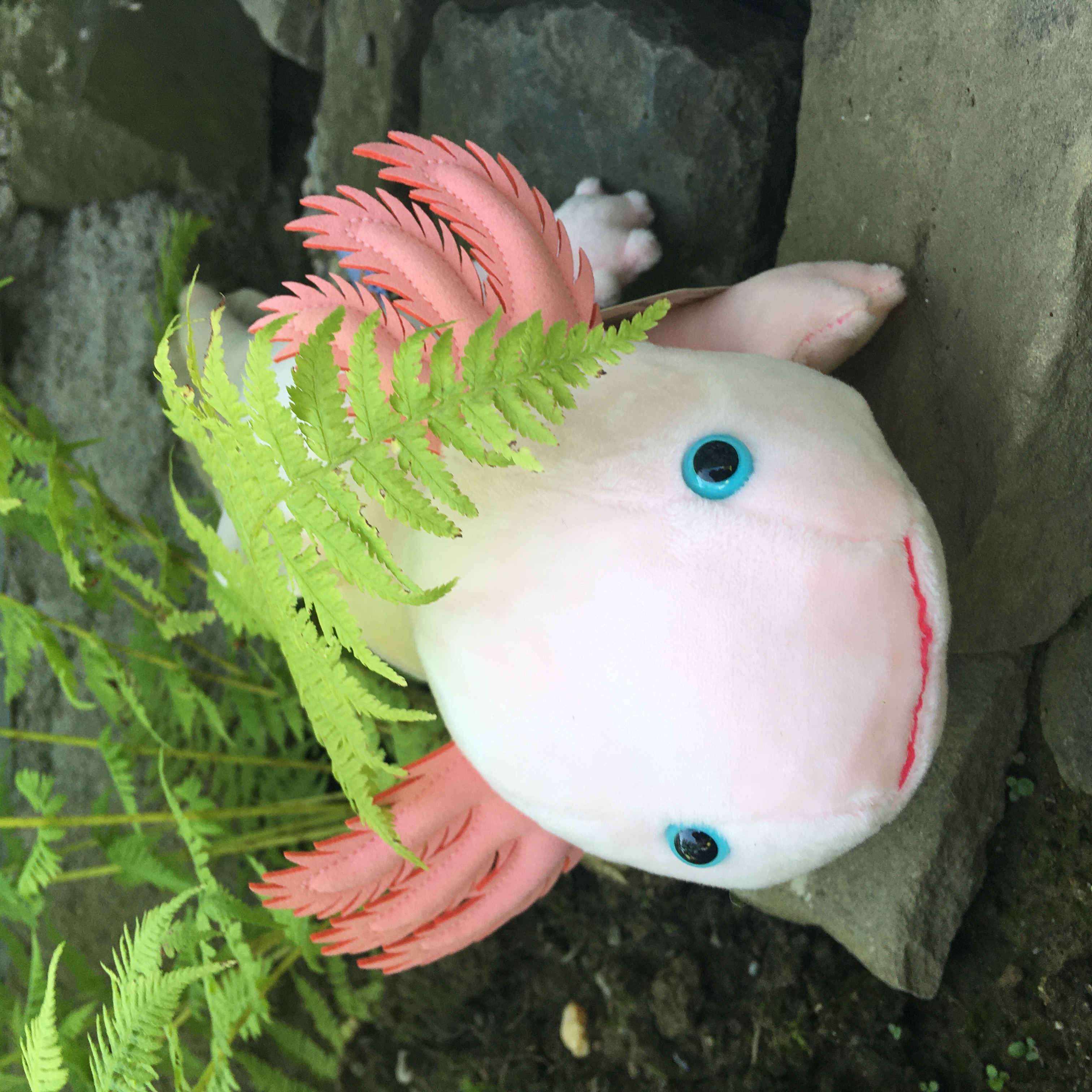 Axolotl (rosa) - 32 cm (Länge) 