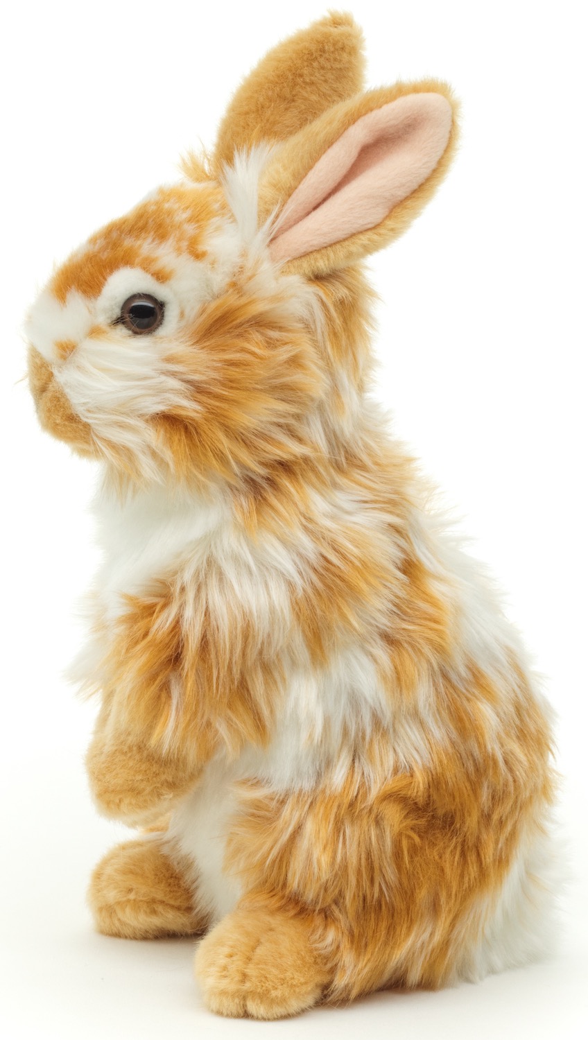 Löwenkopf-Kaninchen, stehend (gold-weiß gescheckt) - Mit aufgestellten Ohren  - 23 cm (Höhe)