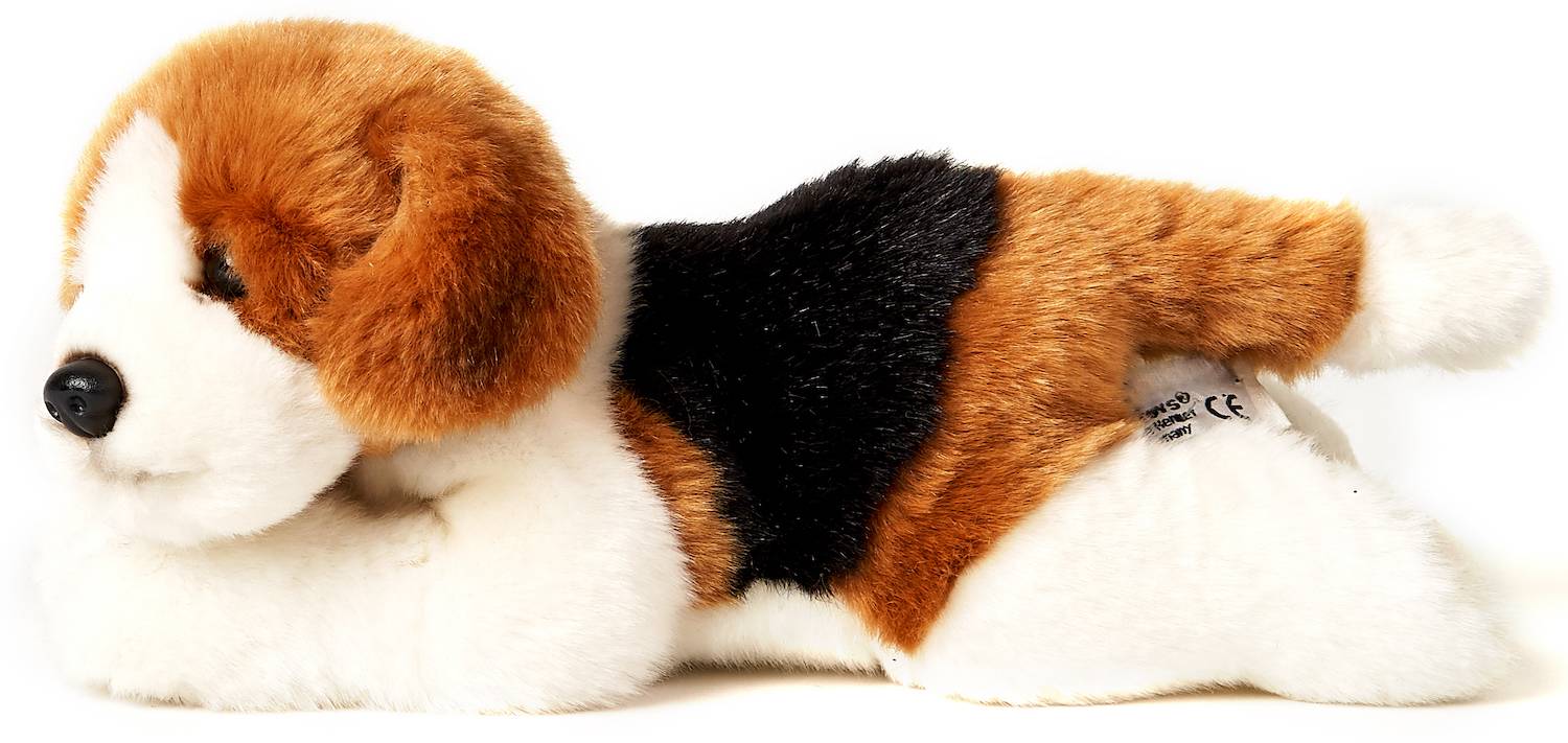 Beagle puppy, lying
