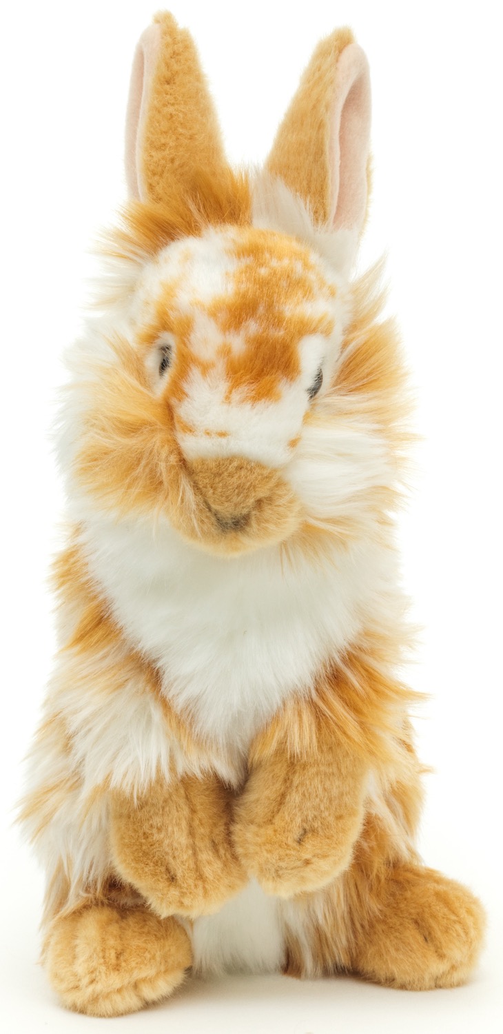 Löwenkopf-Kaninchen, stehend (gold-weiß gescheckt) - Mit aufgestellten Ohren  - 23 cm (Höhe)