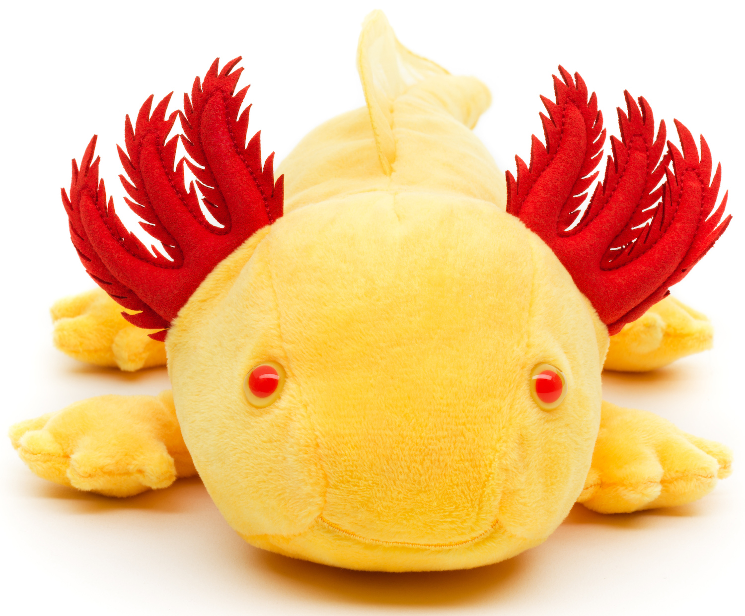 Axolotl (yellow with red eyes) - 32 cm (length)