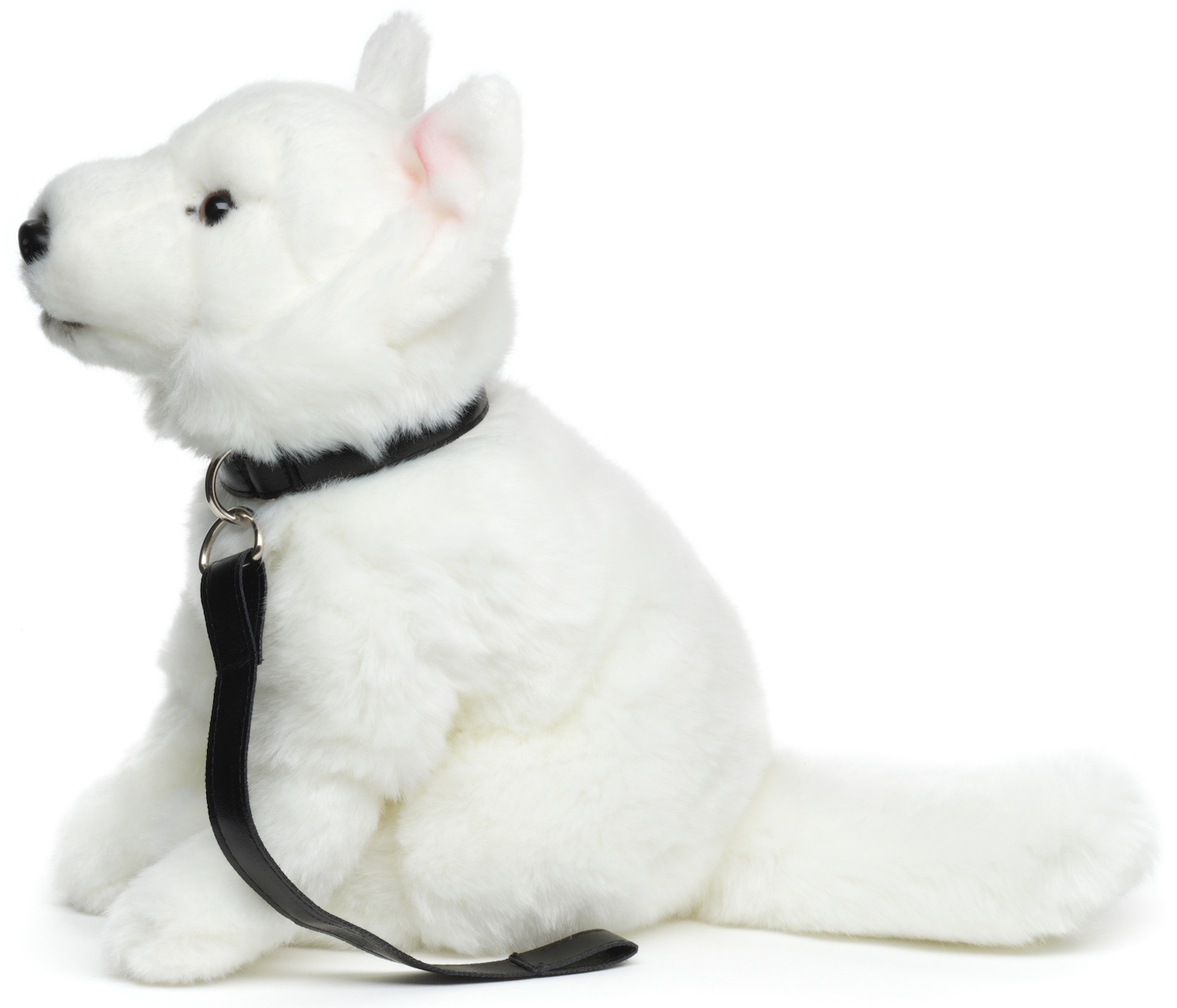 White Swiss Shepherd Puppy, Sitting (with leash)