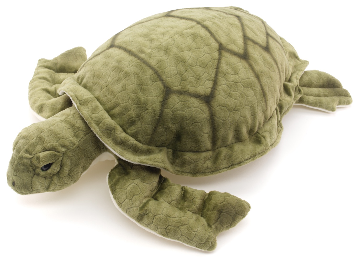 Grüne Meeresschildkröte - 55 cm (Länge) 