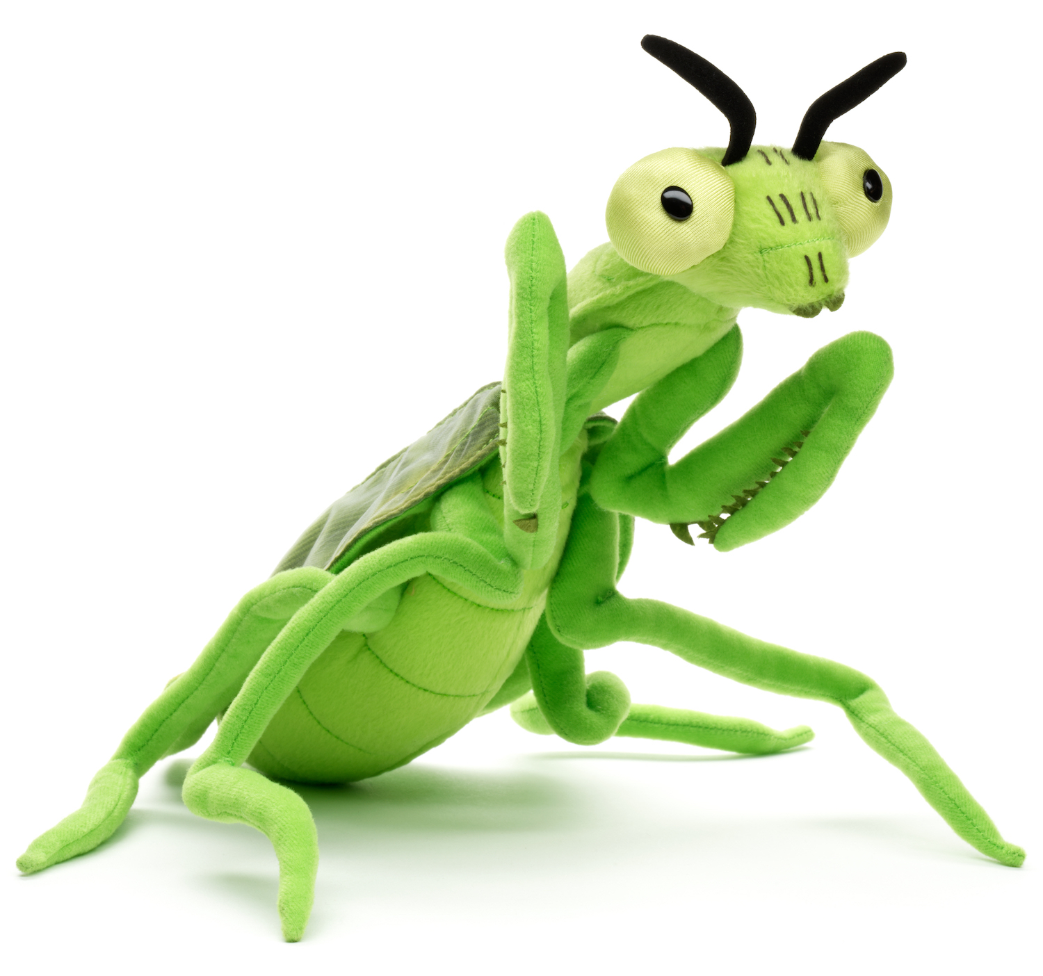  praying mantis - 34 cm (length)