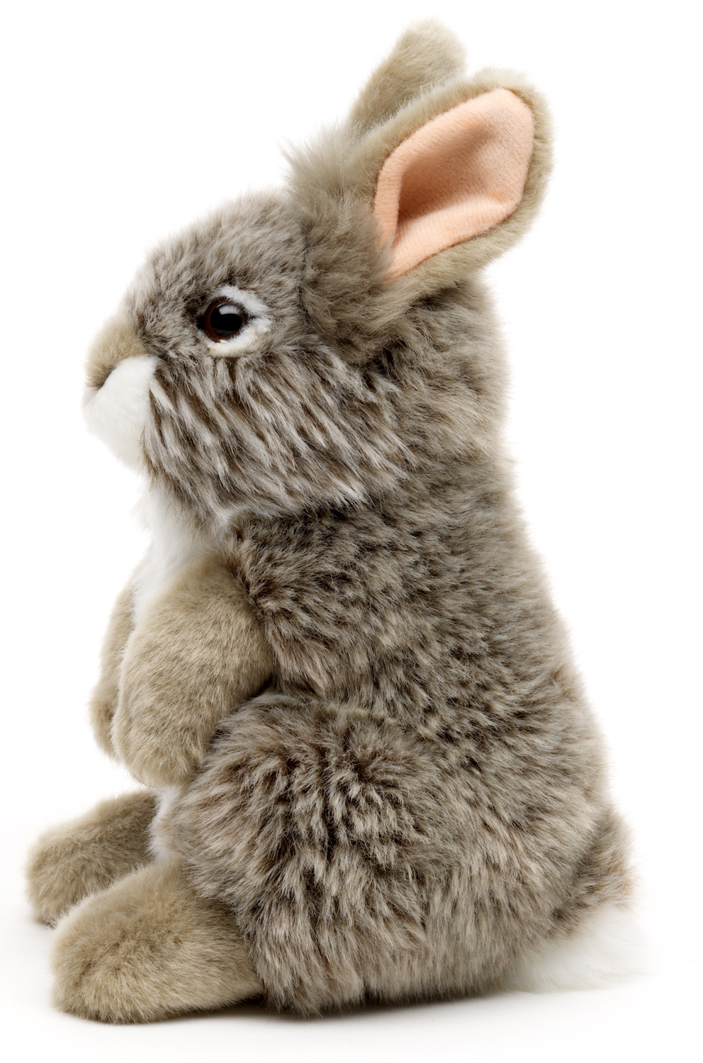 Gray Angora rabbit, standing