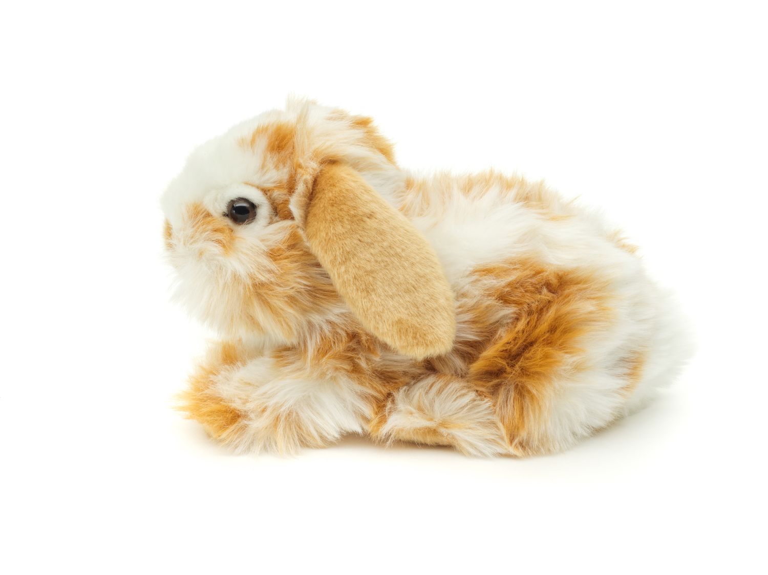  Löwenkopf-Kaninchen mit hängenden Ohren - liegend - Gold-weiß gescheckt - 23 cm (Länge) - Plüsch-Hase - Plüschtier, Kuscheltier