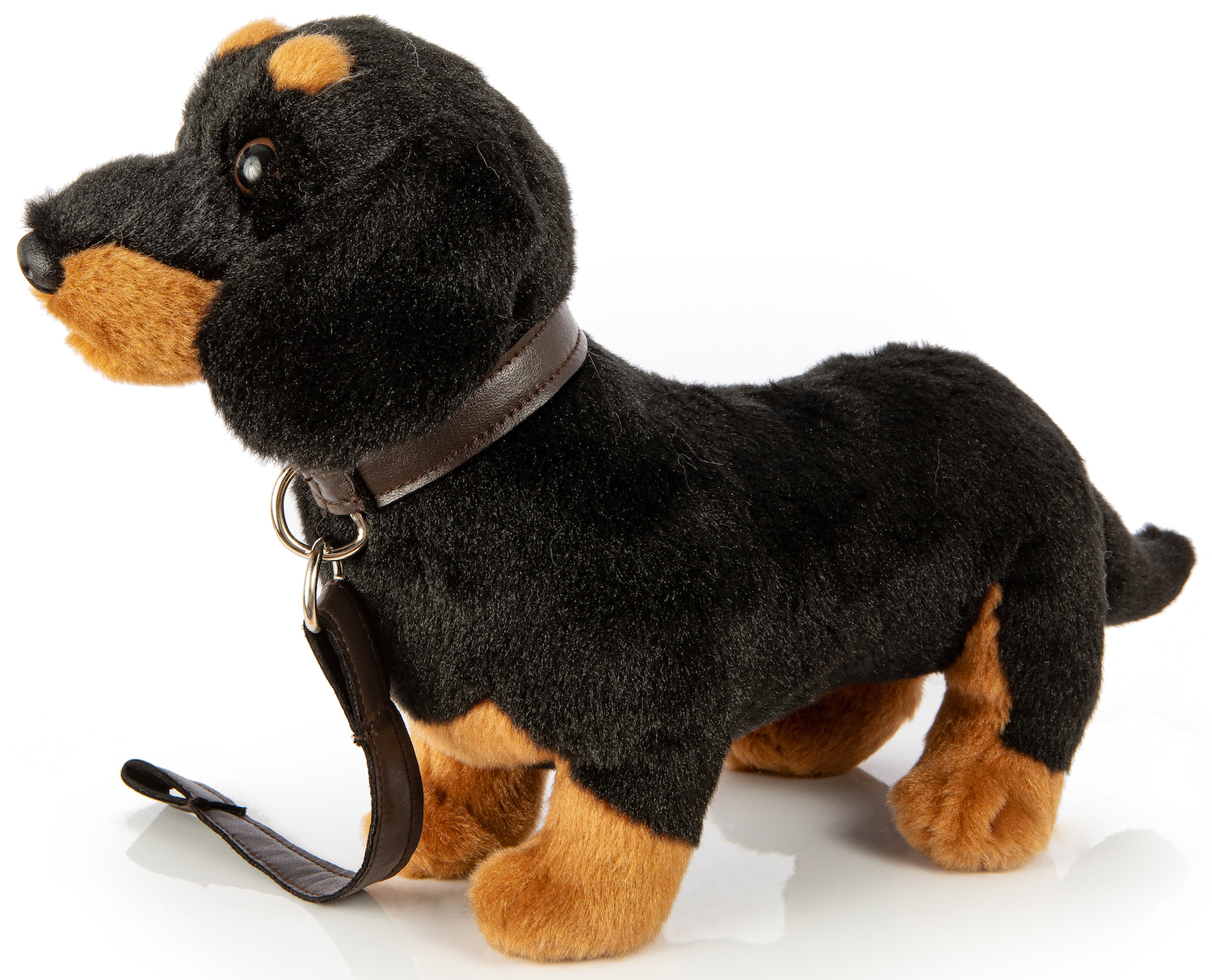 Dachshund with leash, standing